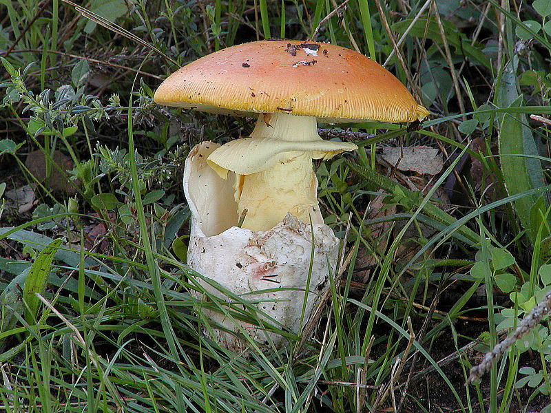 foto d''archivio (Amanita caesarea)